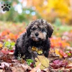 Oliver, Toy Poodle Puppy